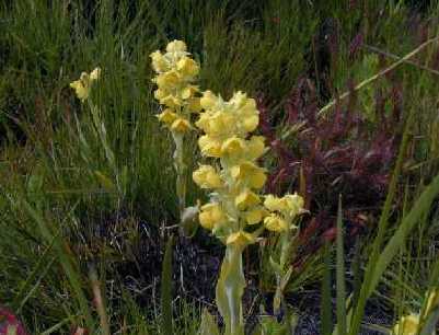 Pterygodium_acutifolium