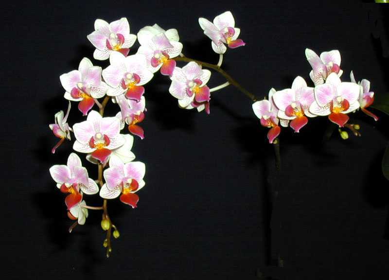 phalaenopsis-c.jpg (28710 bytes)