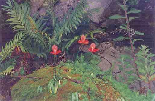 a group of Disa uniflora in rock formation